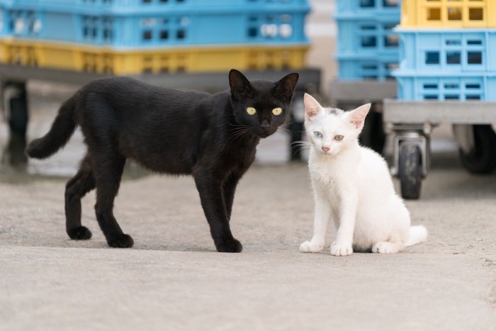 寄り添う黒猫と白猫