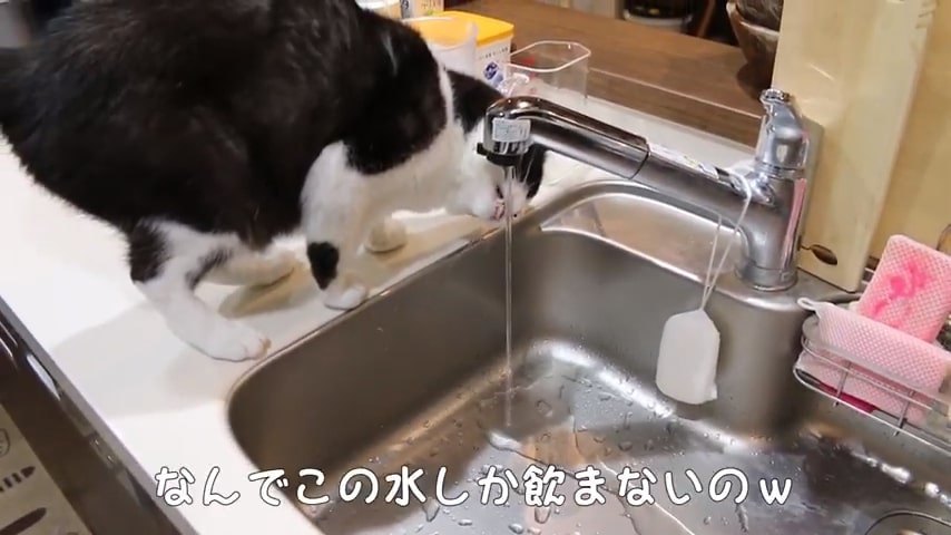 水道から出る水に口を近づける猫