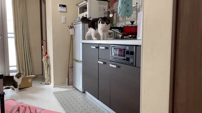 キッチンに上がる猫