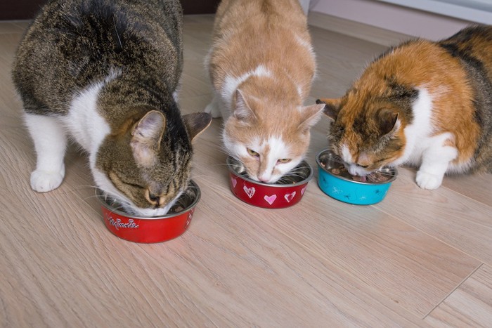 ご飯を食べる三匹の猫