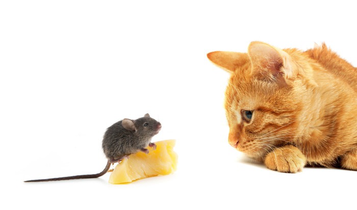 ネズミと猫の写真