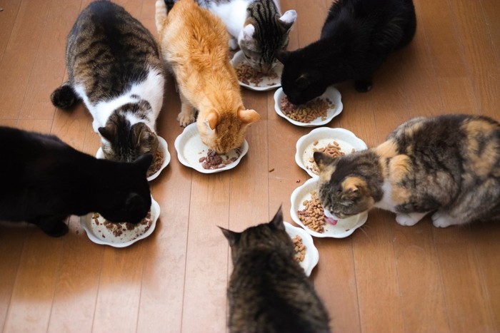 たくさんの猫の食事風景