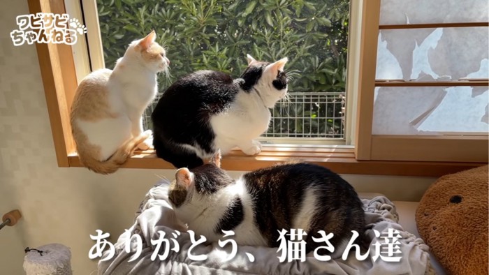 窓から外を見る猫たち