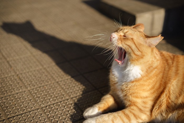 日なたぼっこをしてあくびをする猫