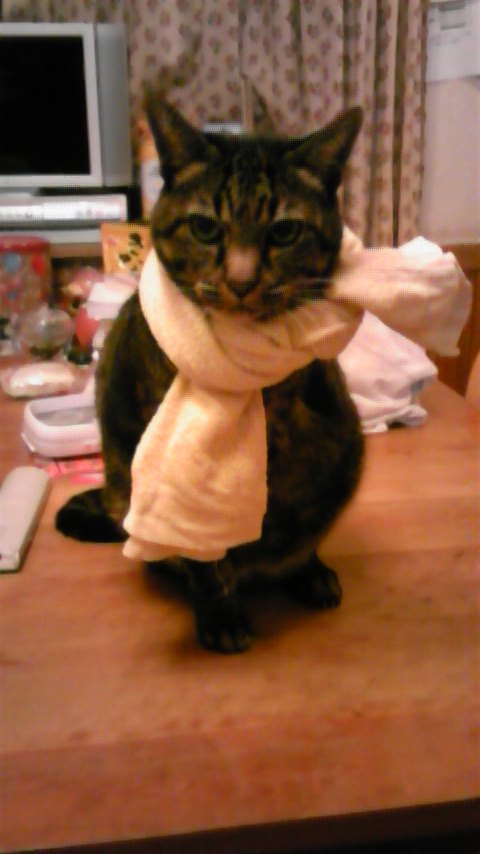 タオルをマフラー代わりにする猫