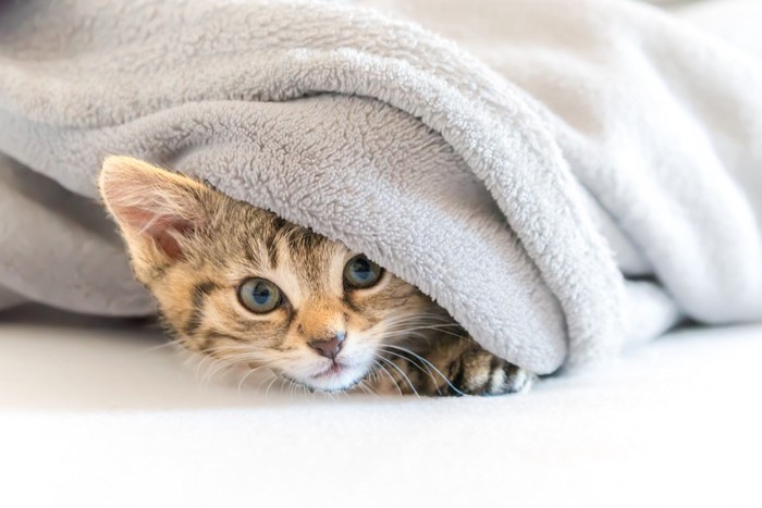 布団に隠れる猫