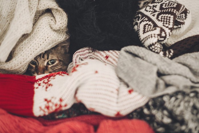 飼い主のセーターに潜る猫