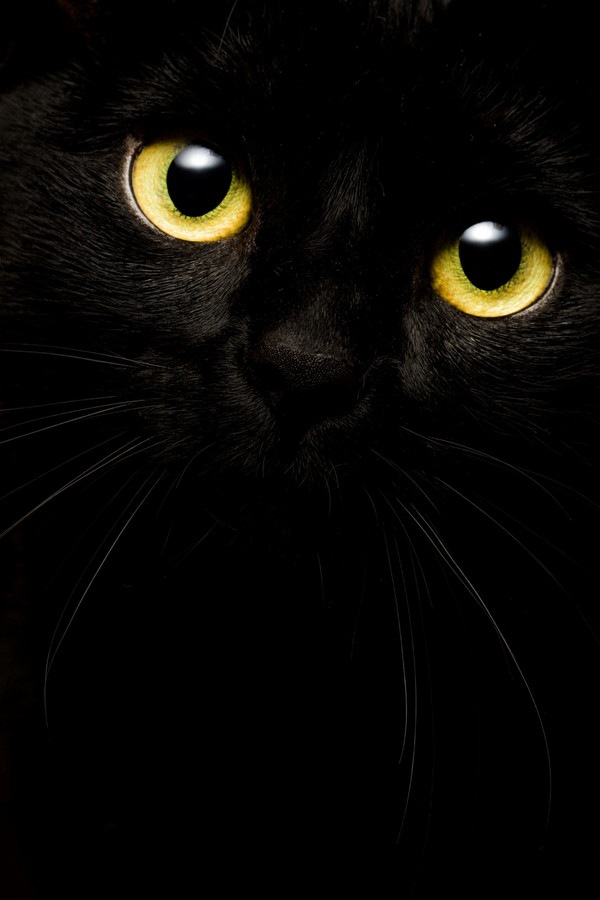 黒い背景の黒猫