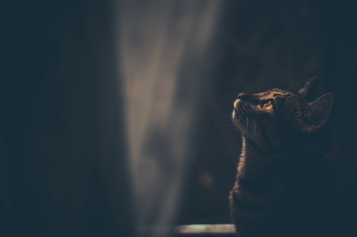 暗がりで見上げる猫