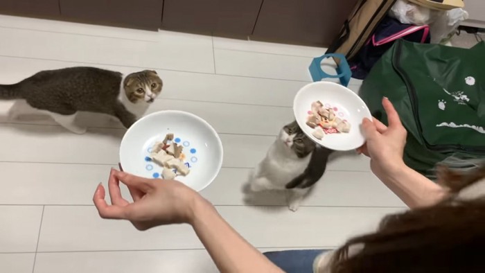 お皿を見る2匹の猫