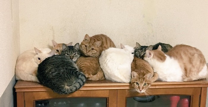 家具の上に集まる猫