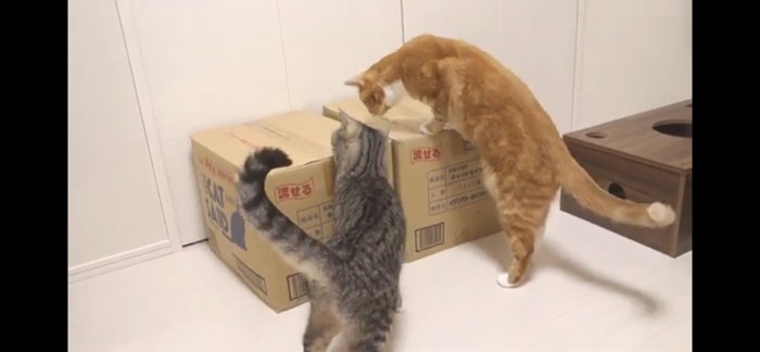 箱に興味を示す猫