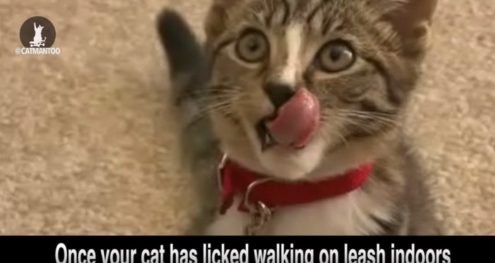 舌舐めずりする猫