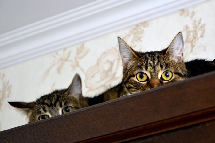 棚の上で隠れている2匹の猫