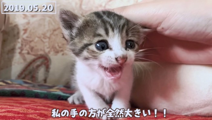 飼い主さんの片手におさまるサイズ