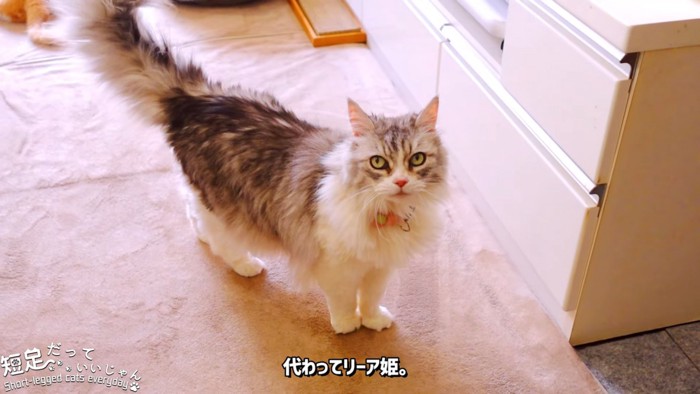 見上げる猫