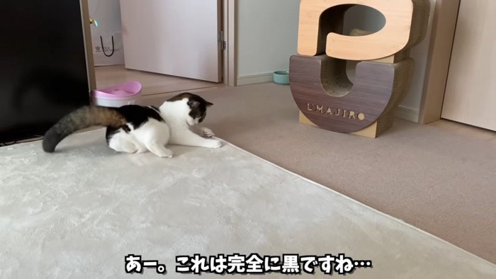 絨毯で遊ぶ猫