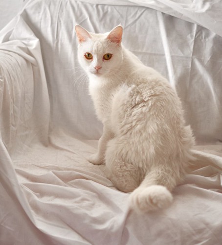 白いカバーがかけられたソファに乗る白猫