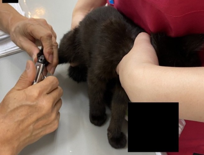 診察台の上で爪を切っている猫