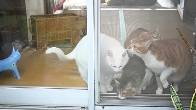 窓から外の匂いを確かめる猫たち