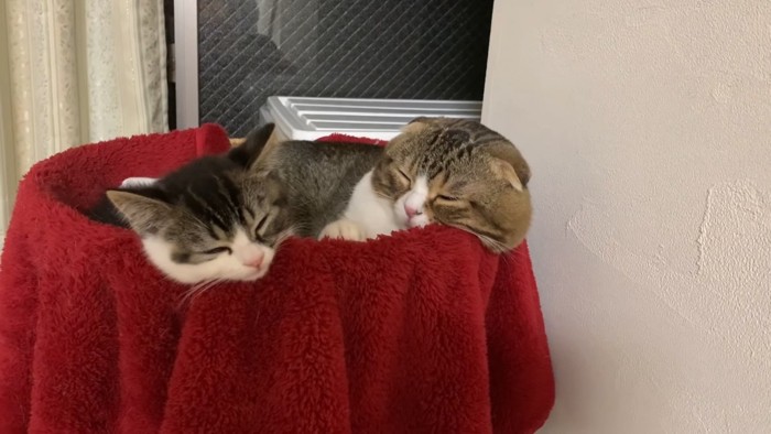寄り添って寝る2匹の猫
