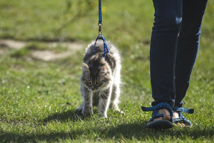 リードをつけて散歩する猫