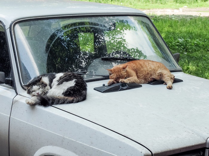 車の上で眠る猫の写真