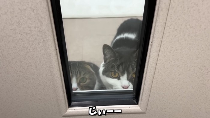 並んで窓から見ている2匹の猫