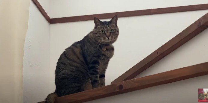 階段猫
