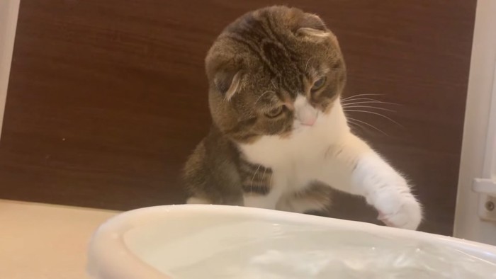 水に手をのばす猫