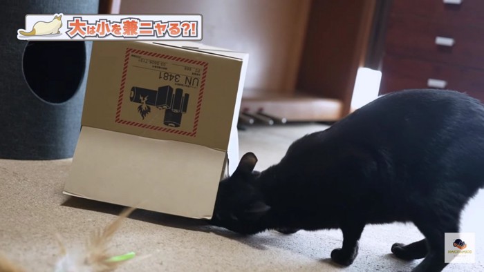 箱に入りたい黒猫