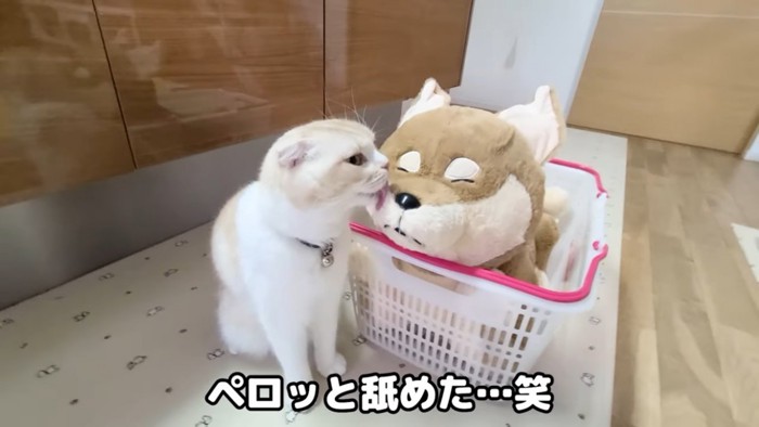 ぬいぐるみを舐める猫