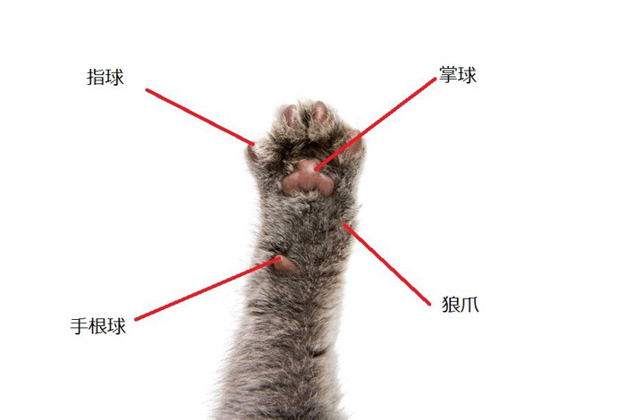 猫の手の図解
