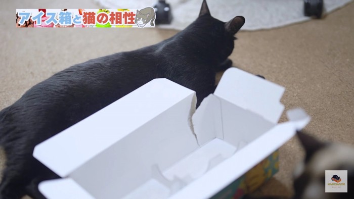 黒猫と少し破れた箱