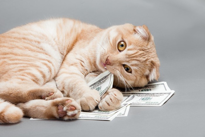 猫の貯金箱がほしい猫