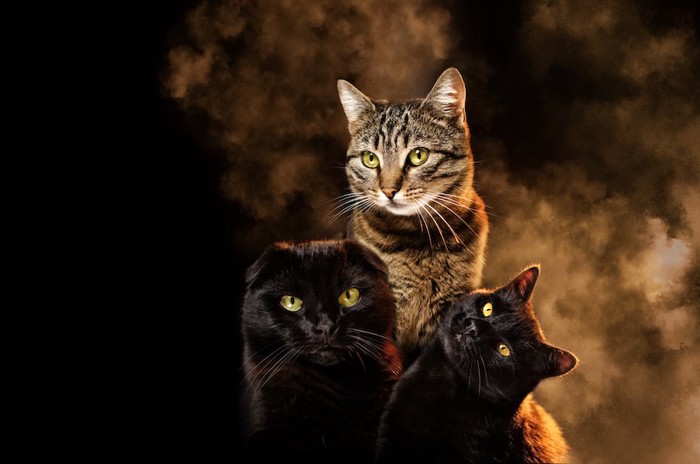煙の中にいる3匹の猫