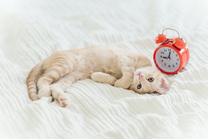 目覚まし時計の隣で寝転んでいる猫