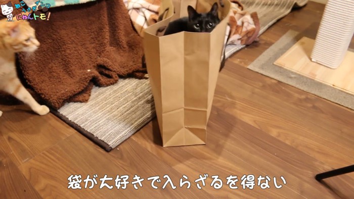 袋に入る黒猫