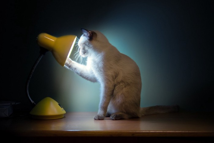 電球を見つめる猫