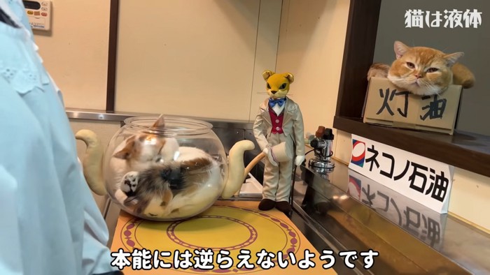 金魚鉢の中の猫と箱入っている猫