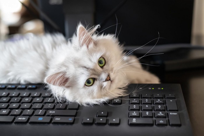 PCキーボードの上から見つめる猫