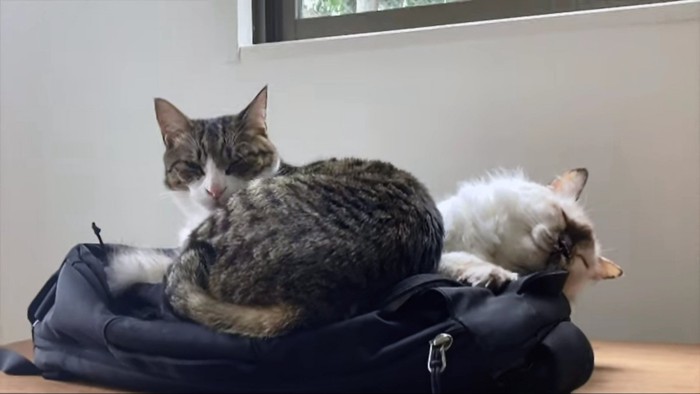 鞄の上の猫2匹