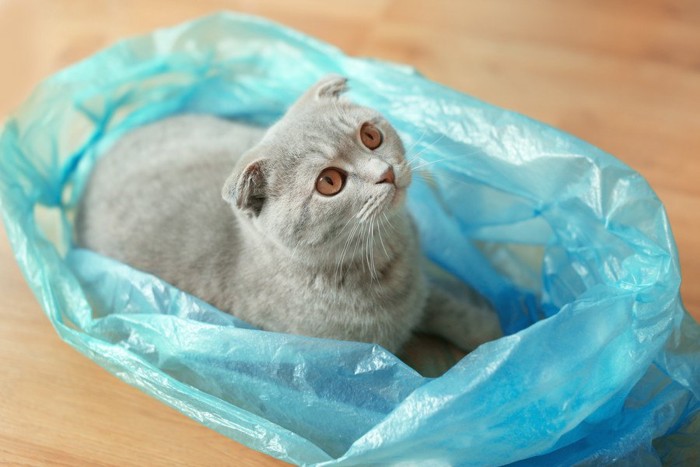 青いビニール袋に入る猫