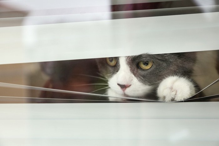 窓の外を真剣に見つめる猫