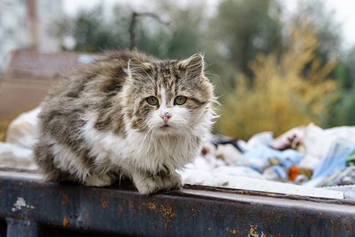 ゴミ捨て場の猫
