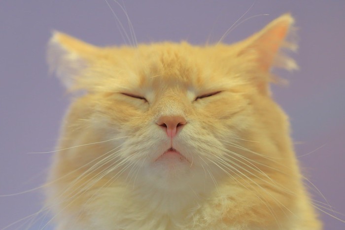 目を閉じる猫の写真