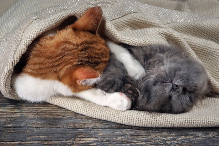 抱き合ってブランケットに包まる二匹の猫