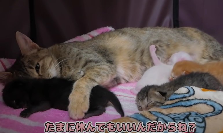 子猫たちと一緒に横になる母猫