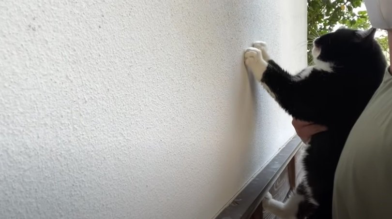 壁で爪を研ぐ黒白猫