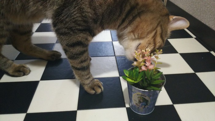 猫と造花
